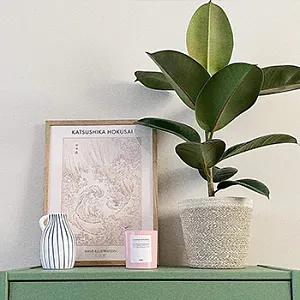Plants